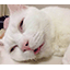 Server favicon of play.pixelprison.org