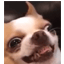 Server favicon of mcessence.com