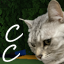 Server favicon of kingdomskies.net