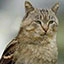 Server favicon of skyrim-mc.net